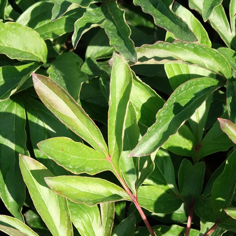 Pivoine lactiflora Boule de Neige (Feuillage)