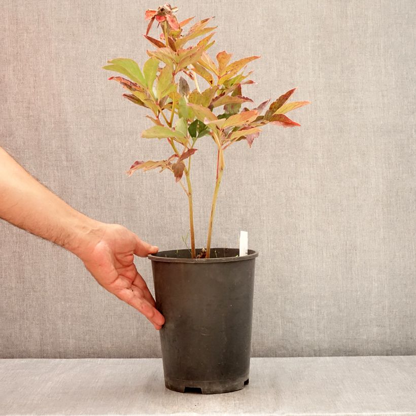 Spécimen de Pivoine lactiflora Boule de Neige Pot de 3L/4L tel que livré en été