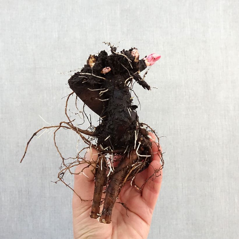 Spécimen de Pivoine lactiflora Boule de Neige Souche 3/5 yeux tel que livré en hiver