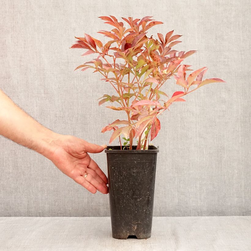 Spécimen de Pivoine lactiflora Bouquet Perfect Pot de 3L/4L tel que livré en été