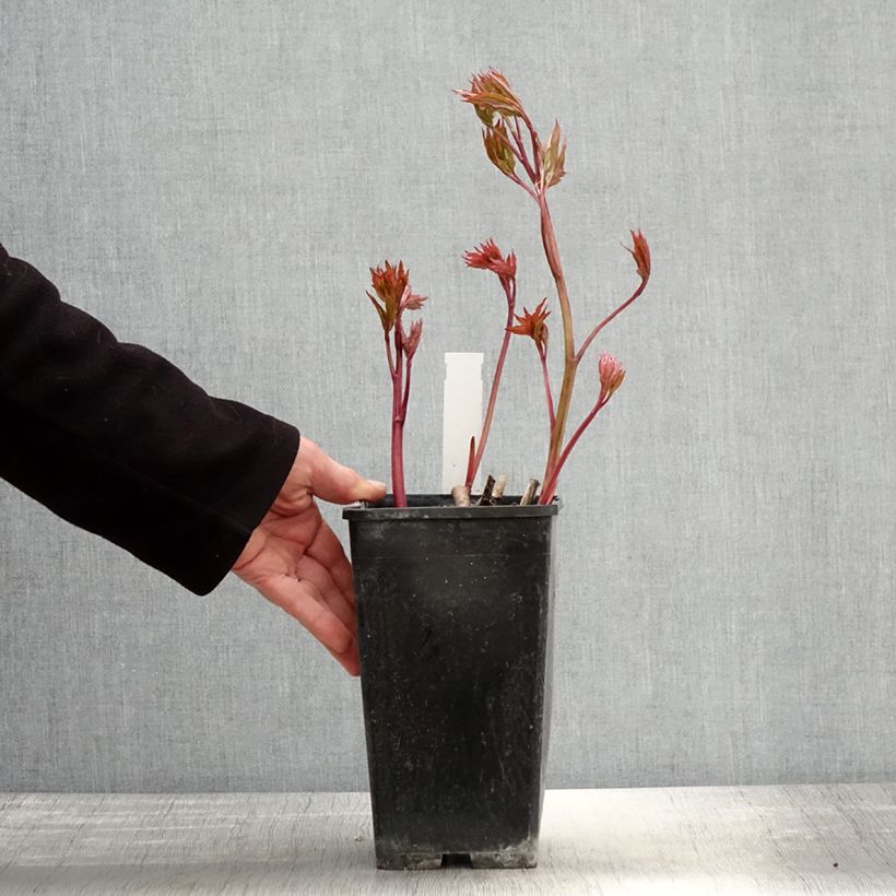 Spécimen de Pivoine lactiflora Bowl of Beauty Pot de 3L/4L tel que livré au printemps