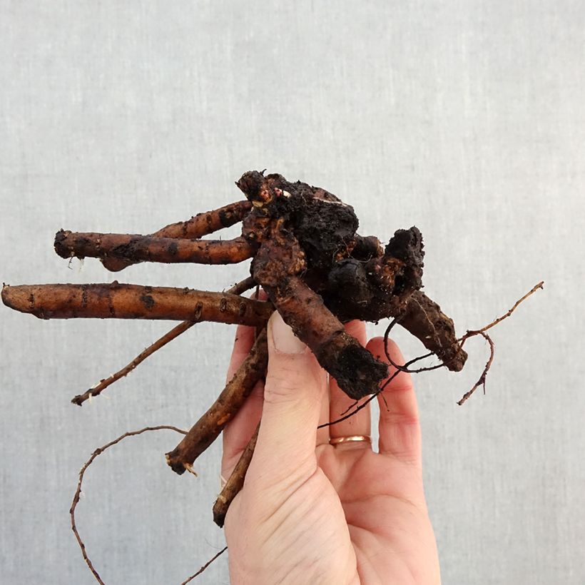 Spécimen de Pivoine lactiflora Bowl of Beauty Souche 3/5 yeux tel que livré en hiver