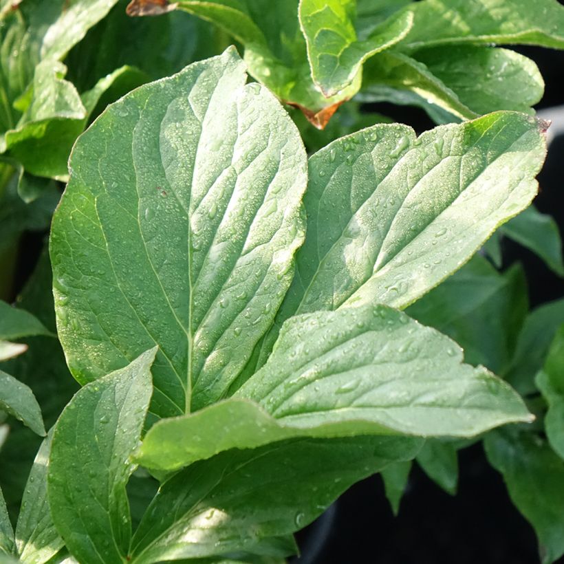 Pivoine lactiflora Buckeye Belle (Feuillage)