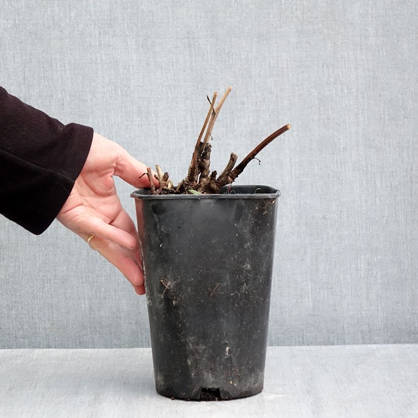 Spécimen de Pivoine lactiflora Buckeye Belle Pot de 3L/4L tel que livré en automne