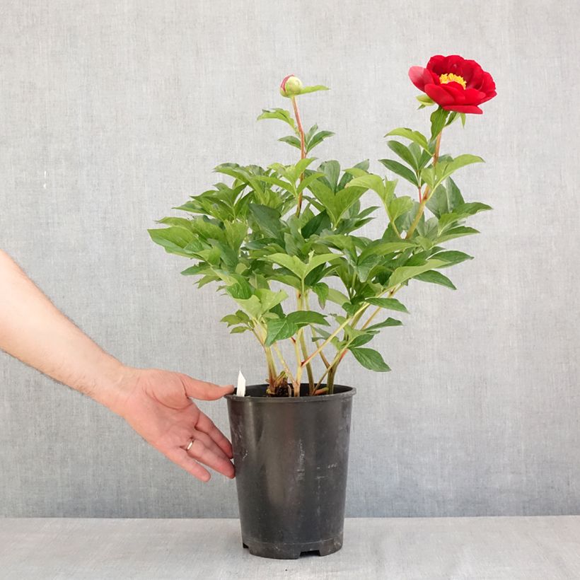 Spécimen de Pivoine lactiflora Buckeye Belle Pot de 3L/4L tel que livré en été