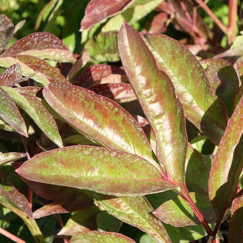Pivoine lactiflora Carl G. Klehm (Feuillage)