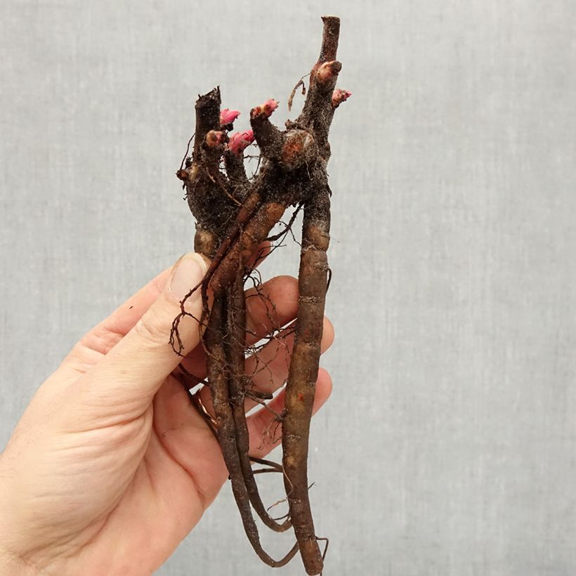 Spécimen de Pivoine lactiflora Carl G. Klehm Souche 3/5 yeux tel que livré en hiver