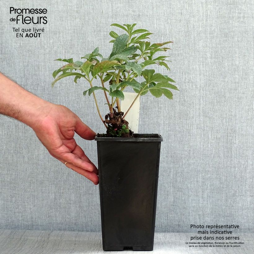 Spécimen de Pivoine lactiflora Coral Charm Pot de 3L/4L tel que livré en été