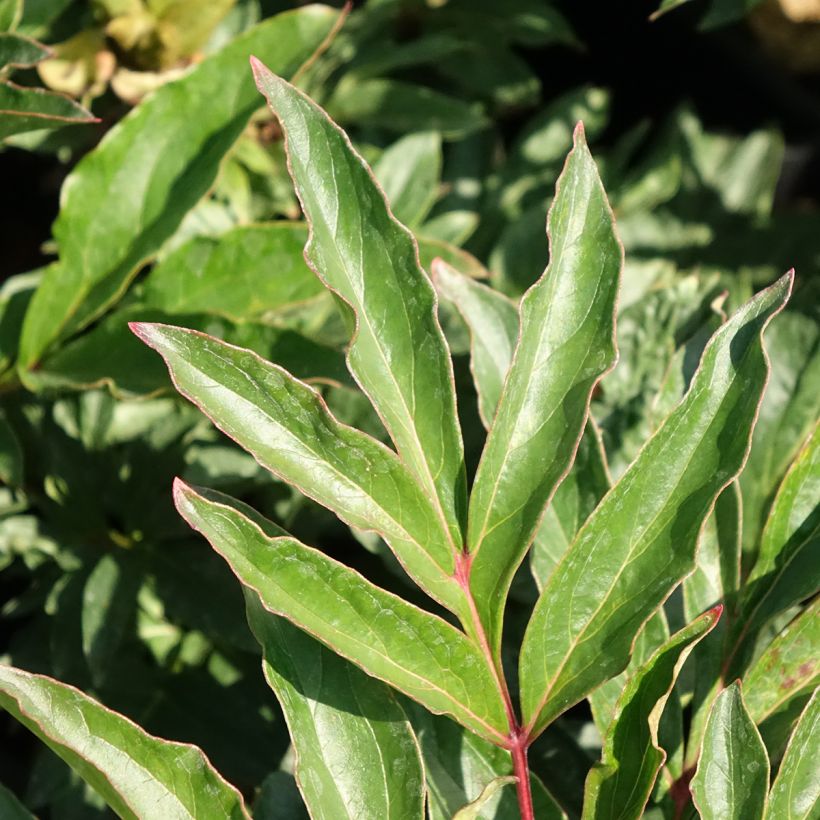 Pivoine lactiflora Coral Magic (Feuillage)