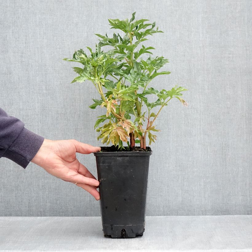 Spécimen de Pivoine lactiflora Cytherea  Pot de 3L/4L tel que livré au printemps