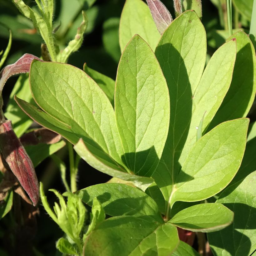Pivoine lactiflora Diana Parks (Feuillage)