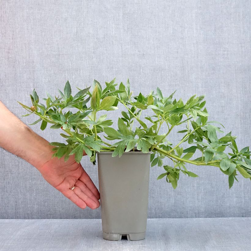 Spécimen de Pivoine lactiflora Diana Parks Pot de 3L/4L tel que livré au printemps