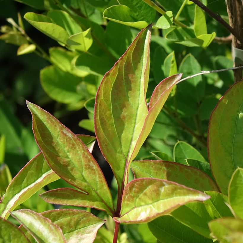 Pivoine lactiflora Doreen (Feuillage)