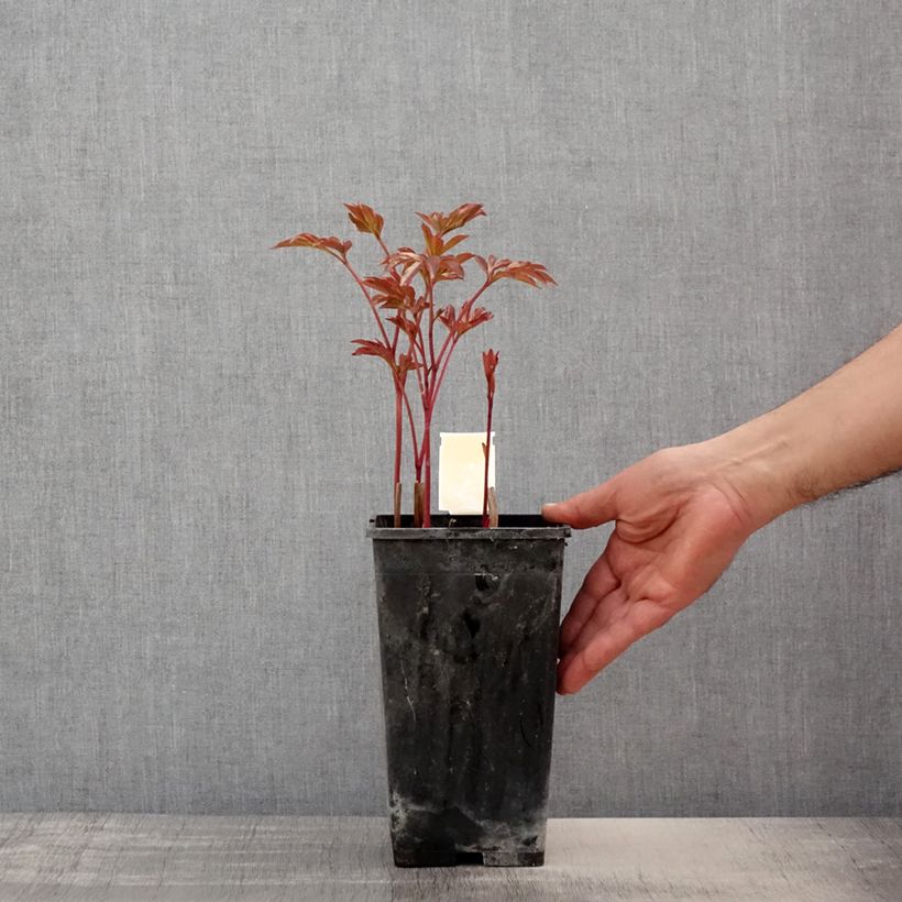 Spécimen de Pivoine lactiflora Doreen Pot de 3L/4L tel que livré au printemps