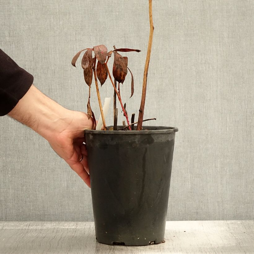 Spécimen de Pivoine lactiflora Dr Alexander Fleming Pot de 3L/4L tel que livré en automne