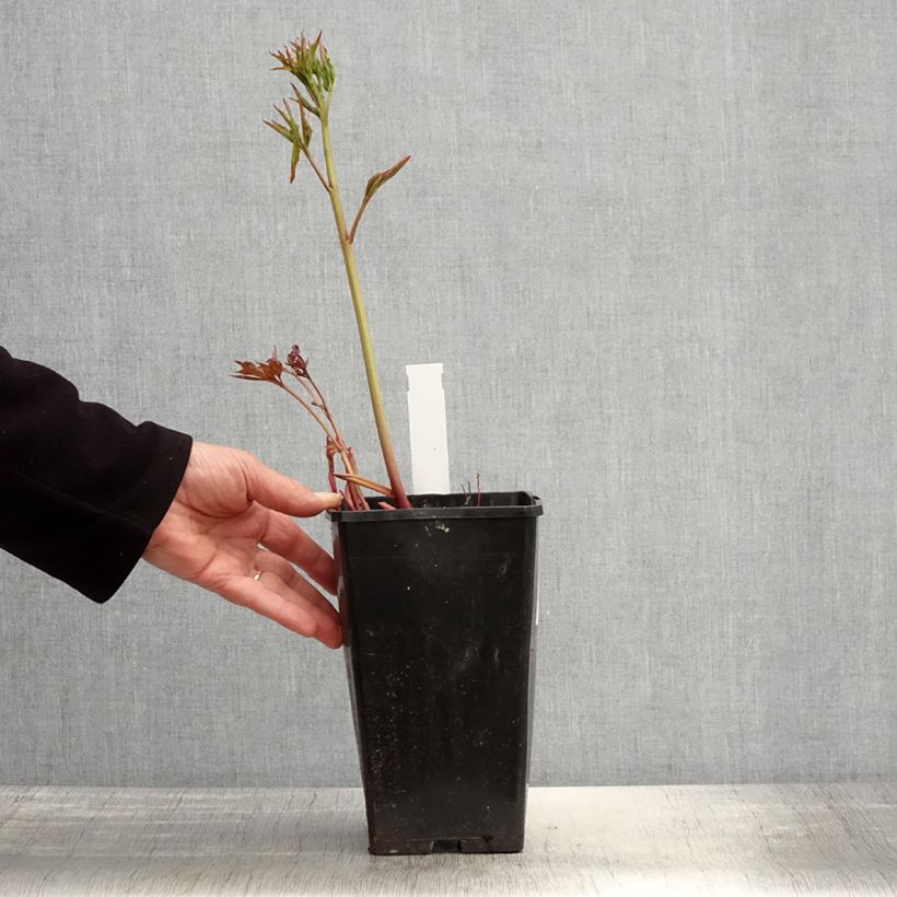 Spécimen de Pivoine lactiflora Duchesse de Nemours Pot de 3L/4L tel que livré au printemps