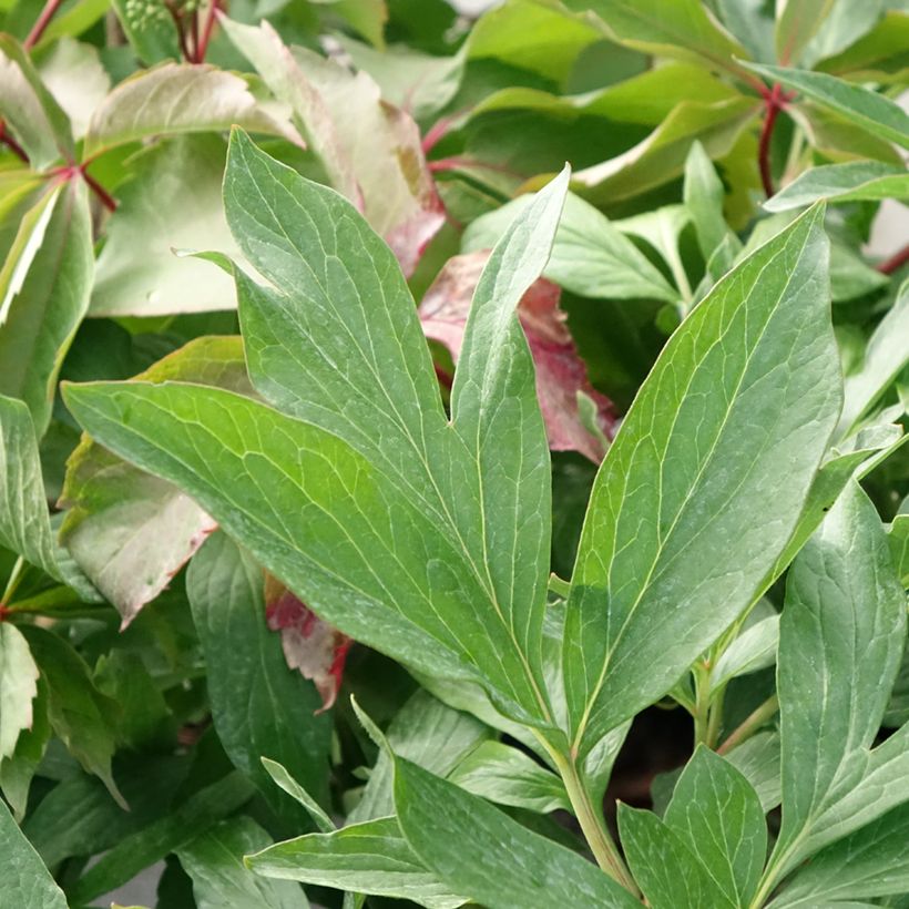 Pivoine lactiflora Early flamingo (Feuillage)