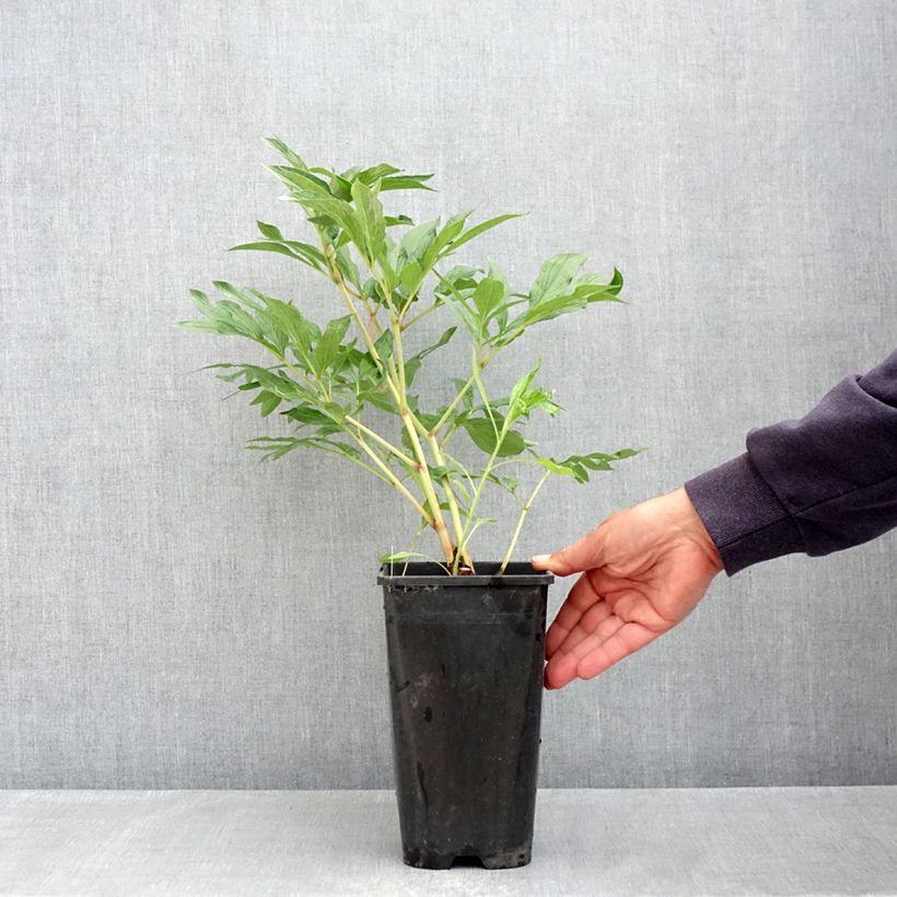 Spécimen de Pivoine lactiflora Early flamingo Pot de 4L/5L tel que livré au printemps