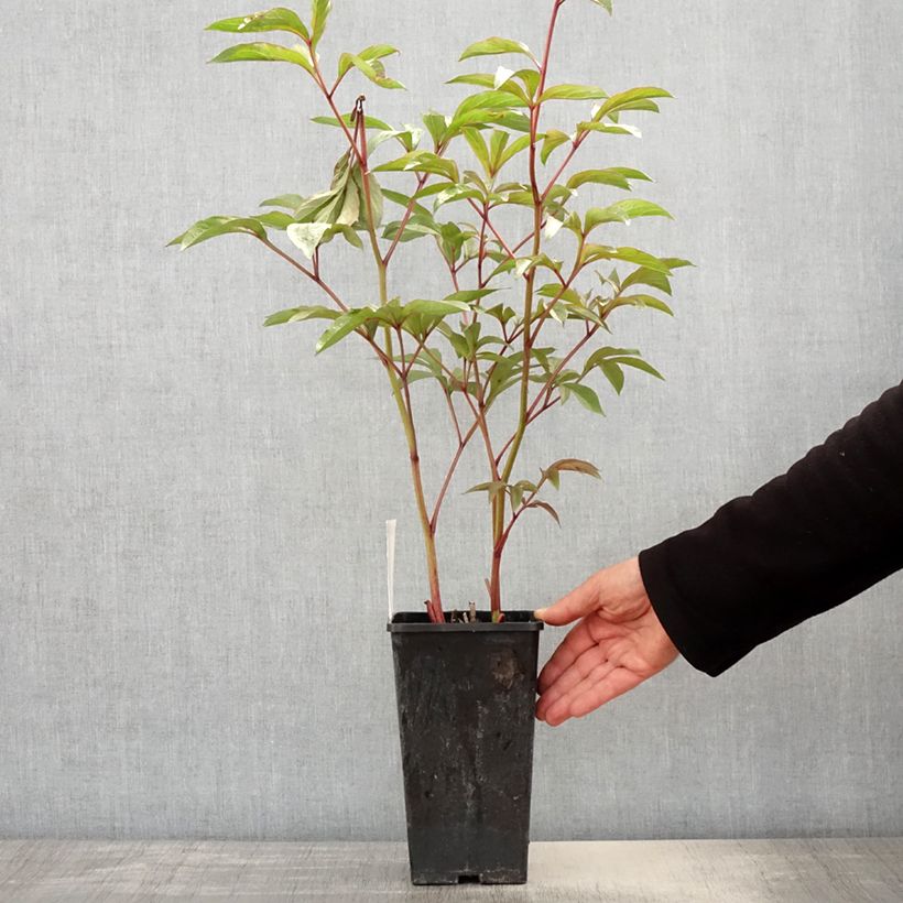 Spécimen de Pivoine lactiflora Edulis Superba Pot de 3L/4L tel que livré au printemps