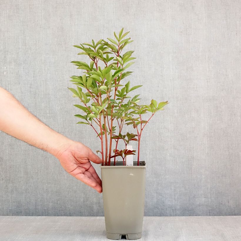 Spécimen de Pivoine lactiflora Félix Crousse Pot de 3L/4L tel que livré au printemps