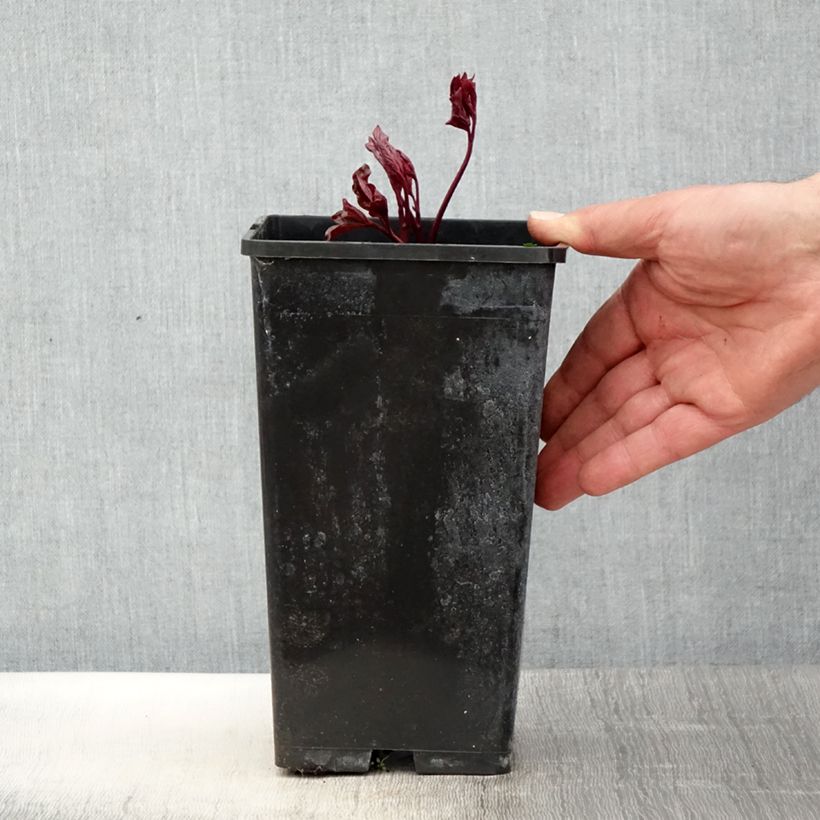Spécimen de Pivoine lactiflora Festiva Maxima Pot de 3L/4L tel que livré au printemps