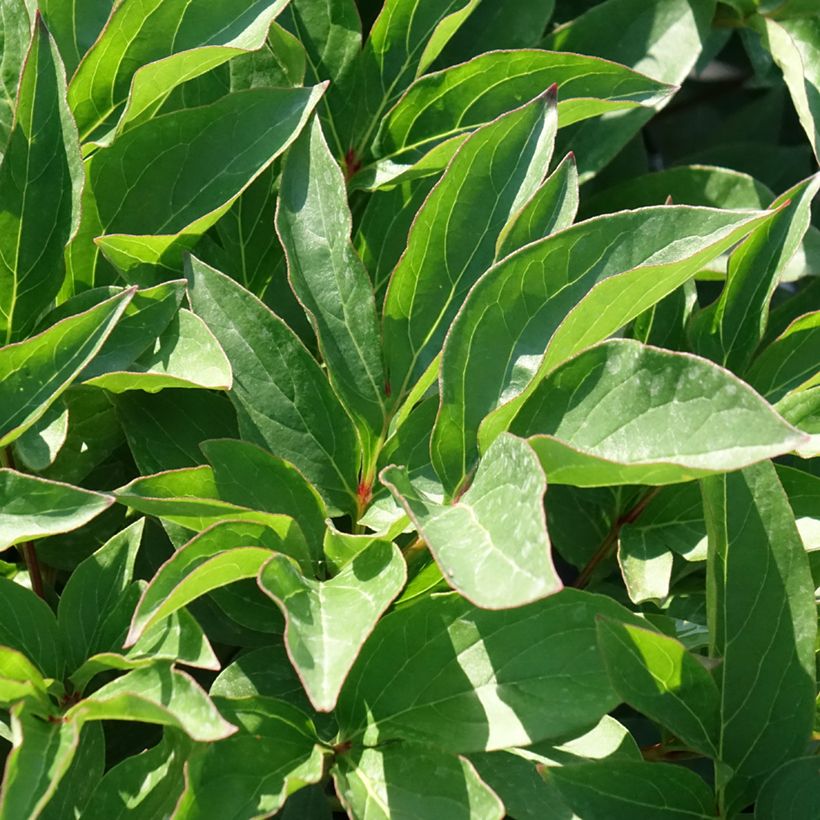 Pivoine lactiflora Fleur de Pêcher (Feuillage)