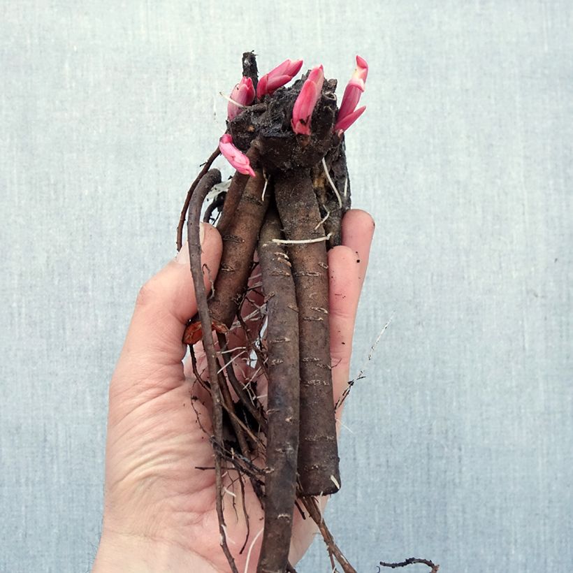 Spécimen de Pivoine lactiflora Fleur de Pêcher Souche 3/5 yeux tel que livré en hiver