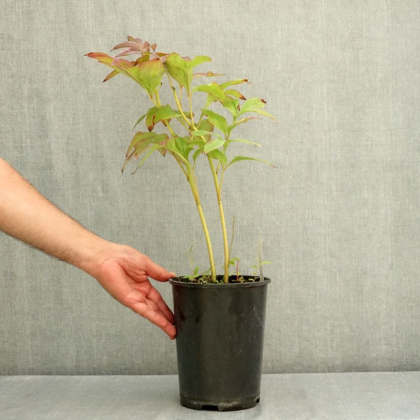 Spécimen de Pivoine lactiflora Gay Paree Pot de 3L/4L tel que livré en été
