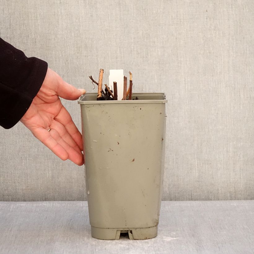 Spécimen de Pivoine lactiflora Green Halo Pot de 3L/4L tel que livré en hiver