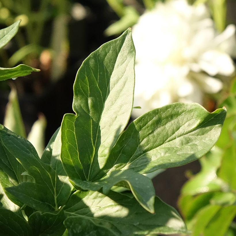 Pivoine lactiflora Henry Bockstoce  (Feuillage)