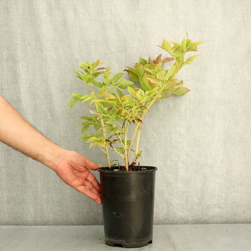 Spécimen de Pivoine lactiflora Henry Bockstoce  Pot de 3L/4L tel que livré en été