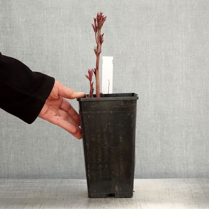 Spécimen de Pivoine lactiflora Immaculée Pot de 3L/4L tel que livré au printemps