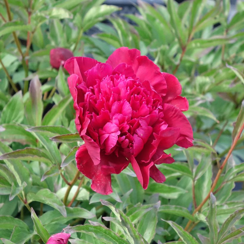 Pivoine lactiflora Inspecteur Lavergne (Floraison)