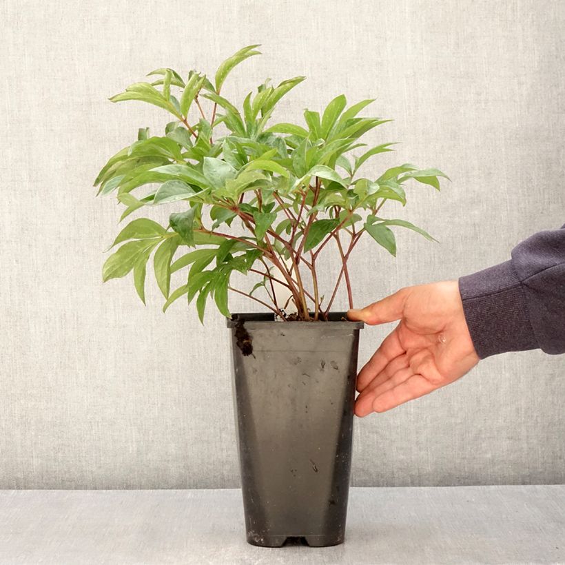 Spécimen de Pivoine lactiflora Inspecteur Lavergne Pot de 3L/4L tel que livré au printemps