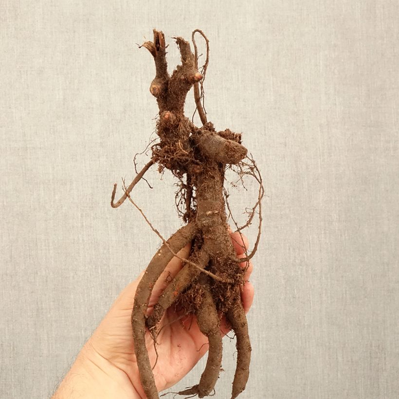 Spécimen de Pivoine lactiflora Inspecteur Lavergne Souche 3/5 yeux tel que livré en hiver