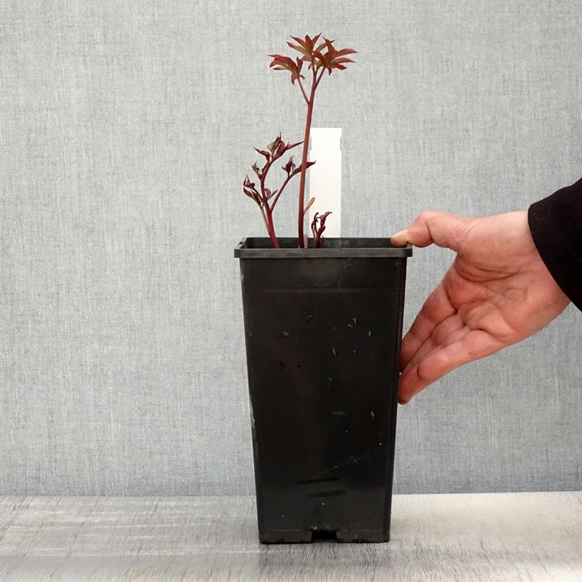 Spécimen de Pivoine lactiflora Kansas Pot de 3L/4L tel que livré au printemps