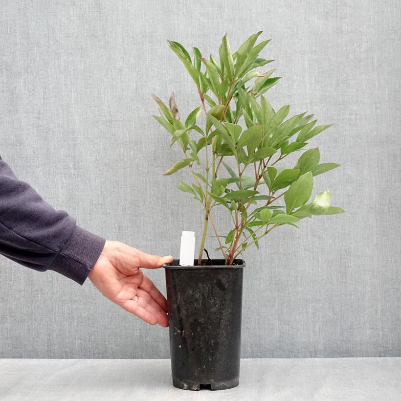 Spécimen de Pivoine lactiflora Lady Alexandra Duff Pot de 3L/4L tel que livré au printemps