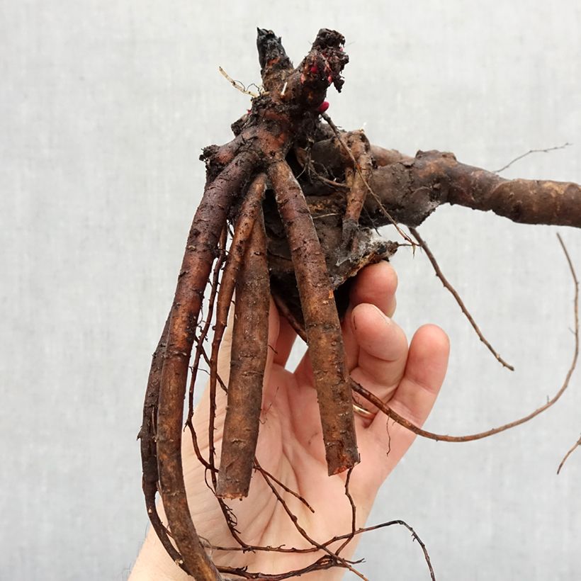 Spécimen de Pivoine lactiflora Lady Orchid Souche 3/5 yeux tel que livré en hiver