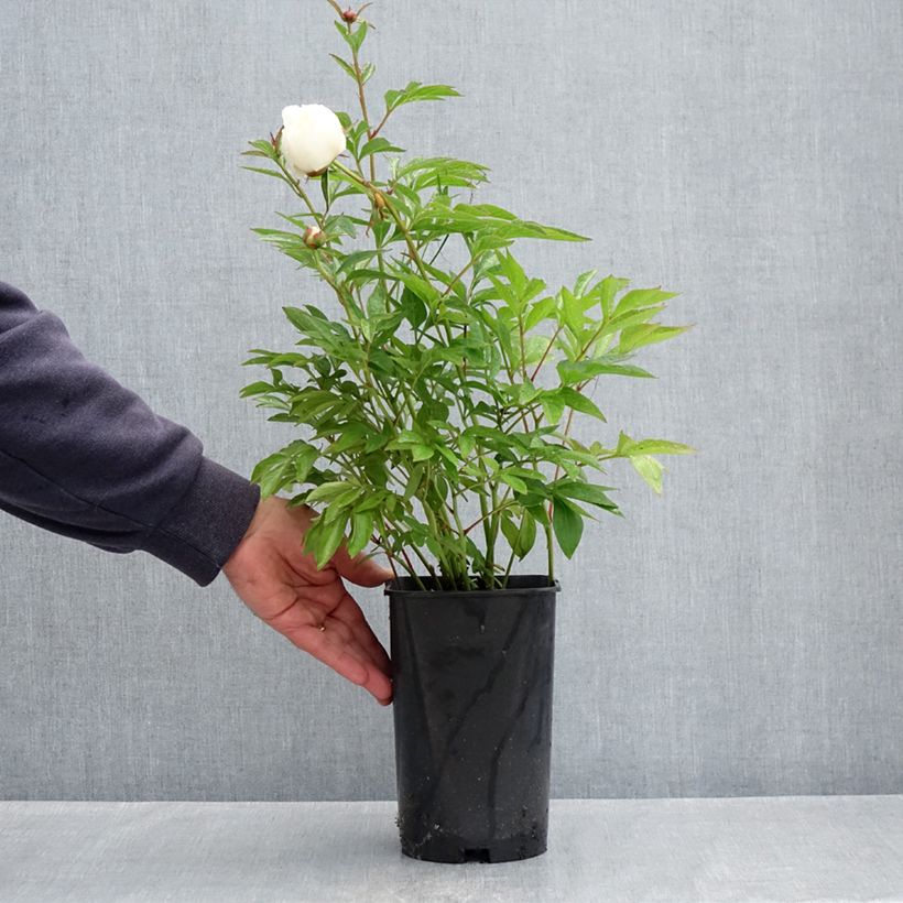 Spécimen de Pivoine lactiflora Lancaster Imperial Pot de 4L/5L tel que livré au printemps