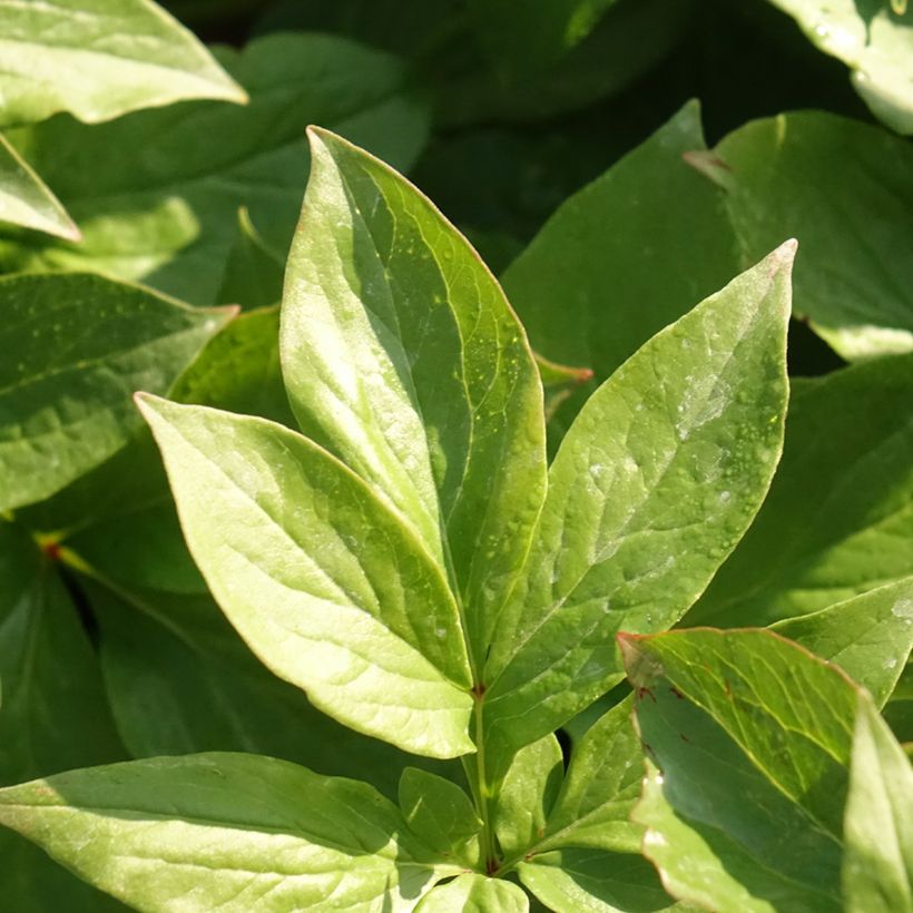Pivoine lactiflora Lemon Chiffon  (Feuillage)