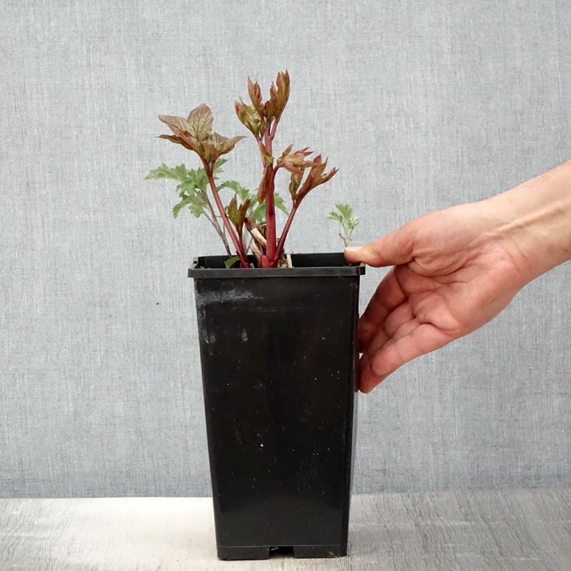 Spécimen de Pivoine lactiflora Lemon Chiffon  Pot de 3L/4L tel que livré au printemps