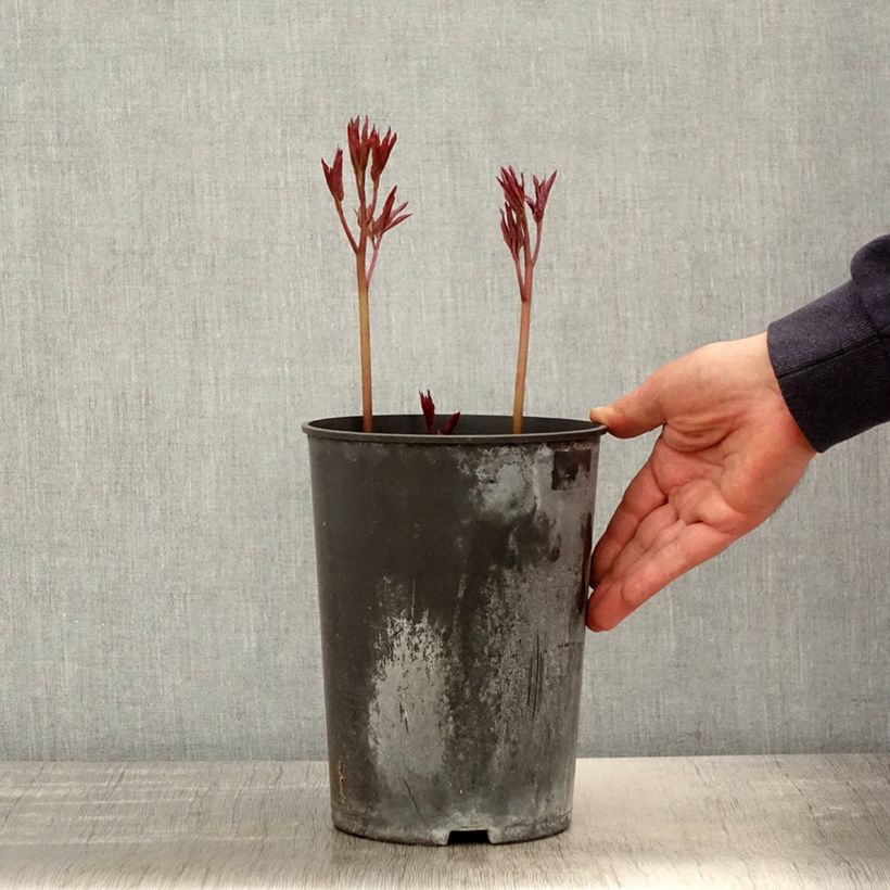 Spécimen de Pivoine lactiflora Madame Emile Debatène Pot de 3L/4L tel que livré au printemps