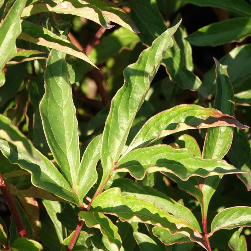 Pivoine lactiflora Marie Lemoine (Feuillage)
