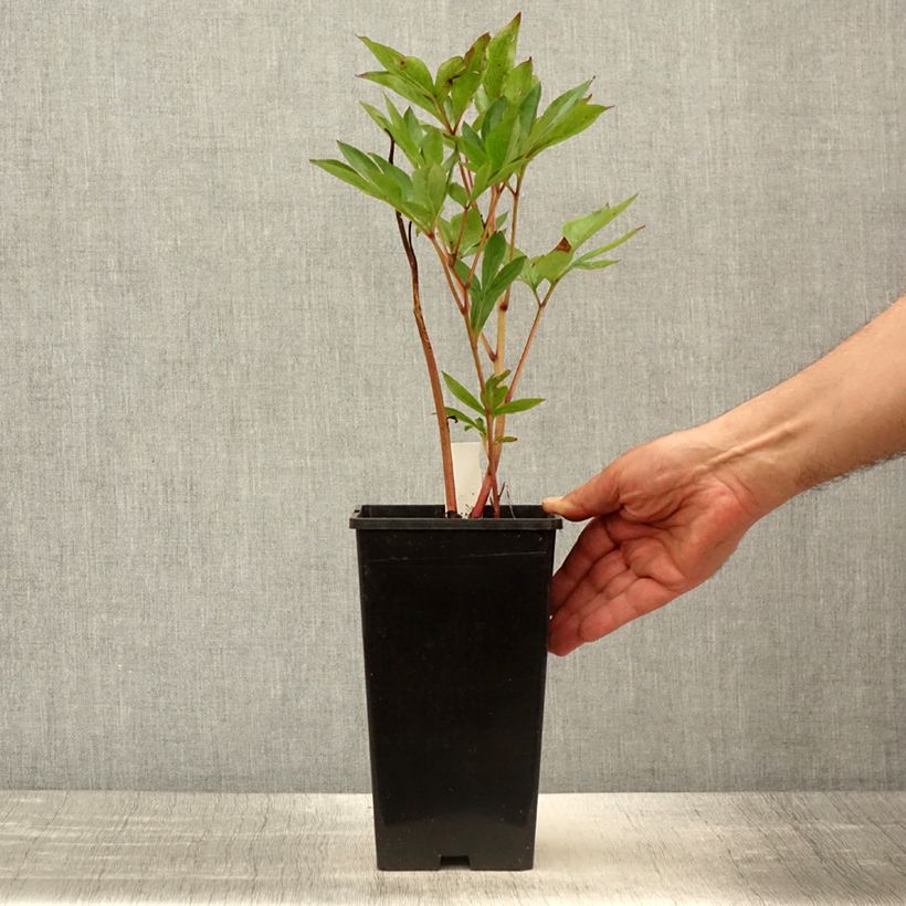 Spécimen de Pivoine lactiflora Mother's Choice Pot de 3L/4L tel que livré au printemps