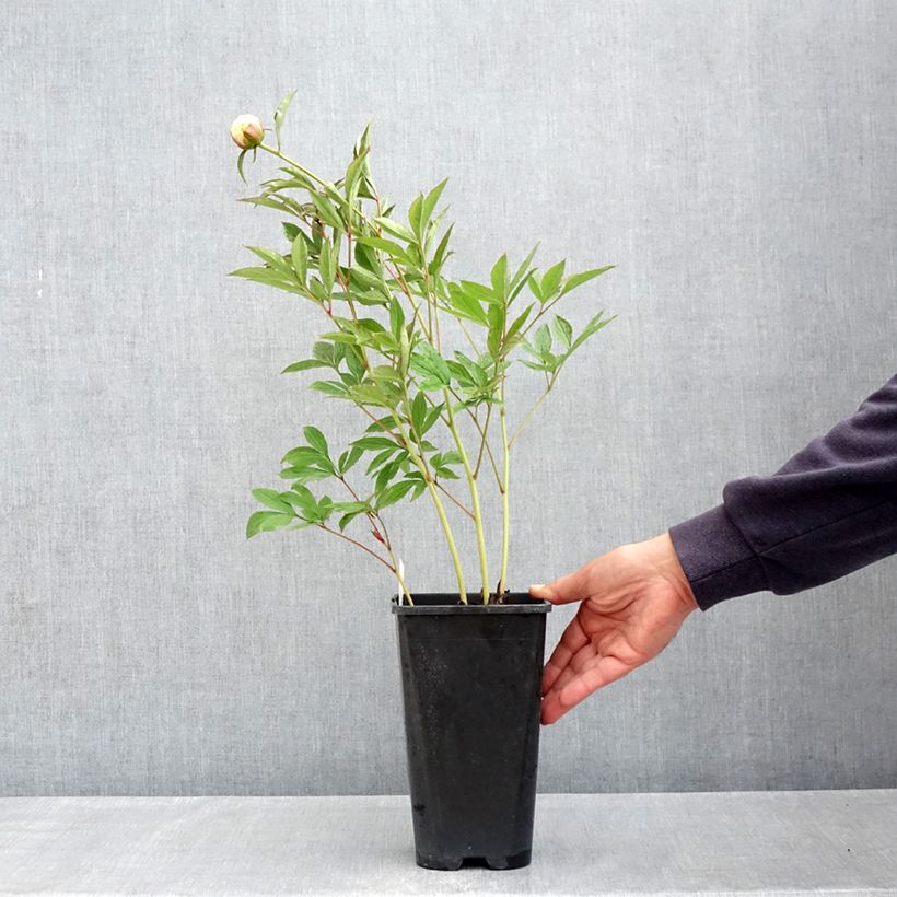 Spécimen de Pivoine lactiflora Mrs JV Edlund Pot de 4L/5L tel que livré au printemps