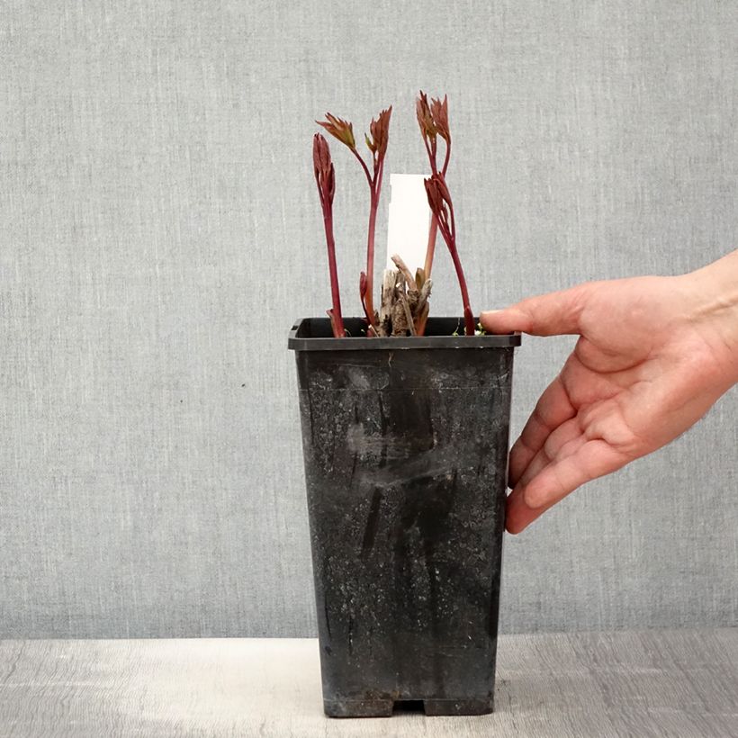 Spécimen de Pivoine lactiflora Neon Pot de 3L/4L tel que livré au printemps