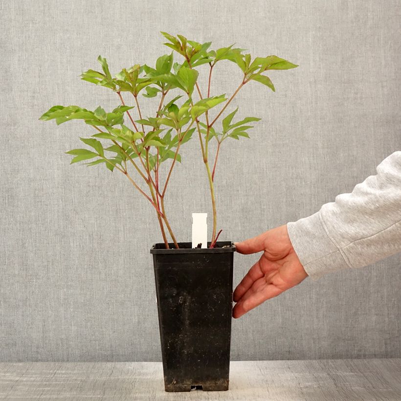 Spécimen de Pivoine lactiflora Nymphe Pot de 3L/4L tel que livré au printemps