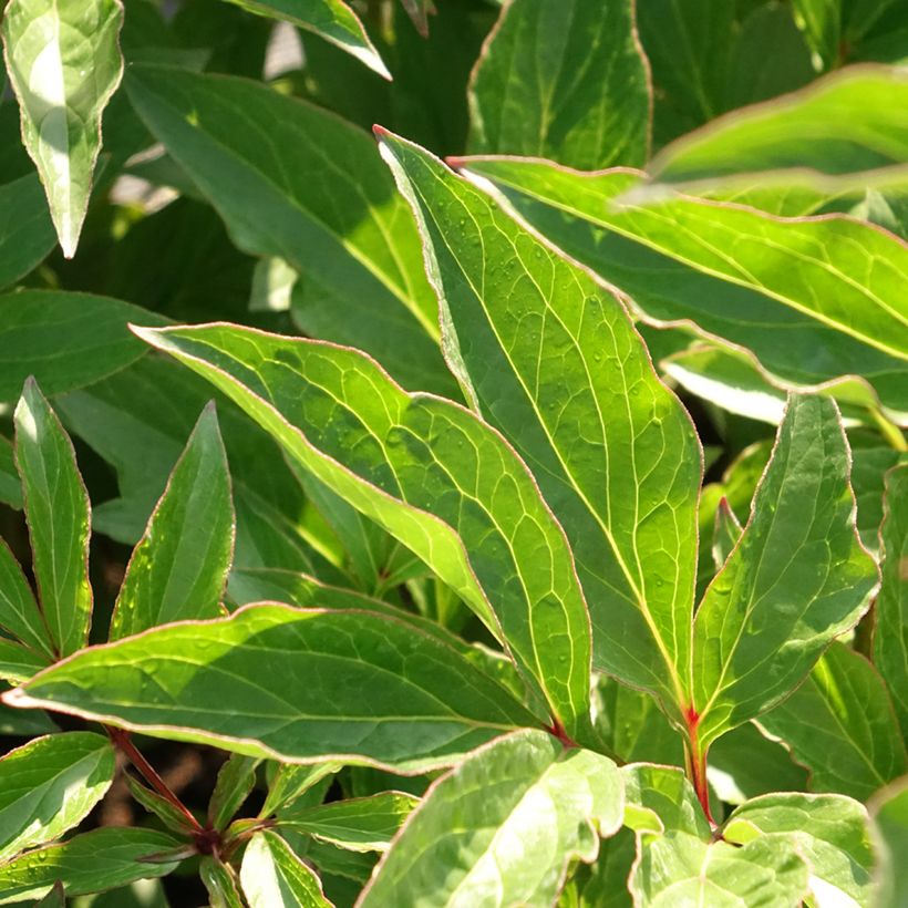 Pivoine lactiflora Pink Hawaiian Coral (Feuillage)
