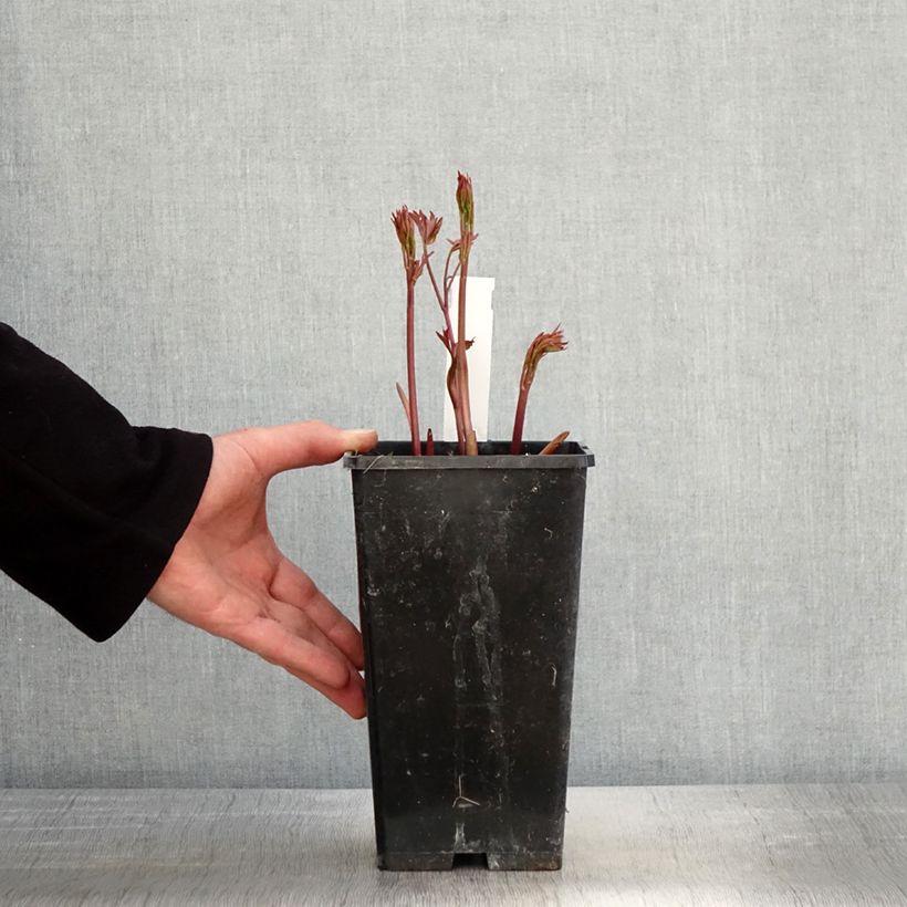 Spécimen de Pivoine lactiflora Primevère  Pot de 3L/4L tel que livré au printemps