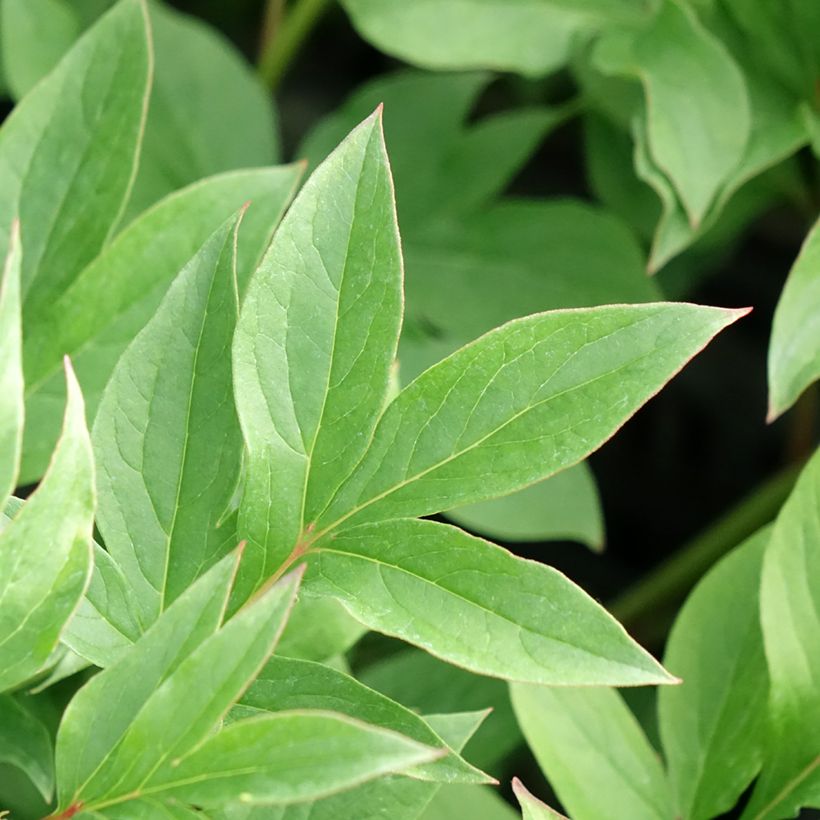 Pivoine lactiflora Puffed Cotton (Feuillage)